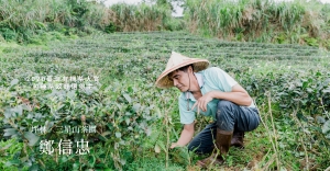 【有機茶大賞】第一次做有機就抱走首獎：從廚師到茶師，鄭信忠種茶十年的逆轉勝