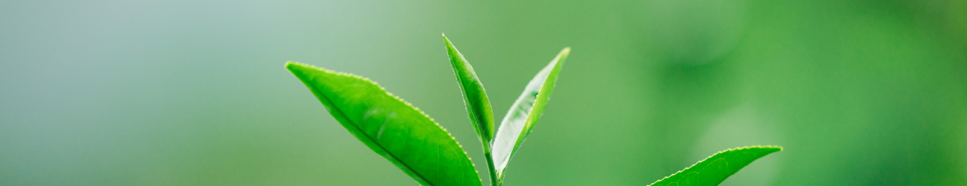 有機臺茶的生態風土學